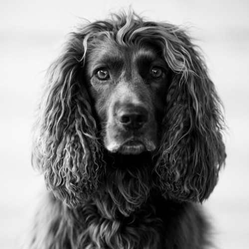 Monty